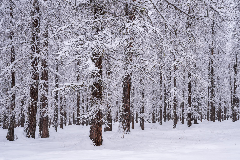 MAB-20260129-IT-DOLOMITES-MOUNTAINS-TREES-WINTER-080825.jpg