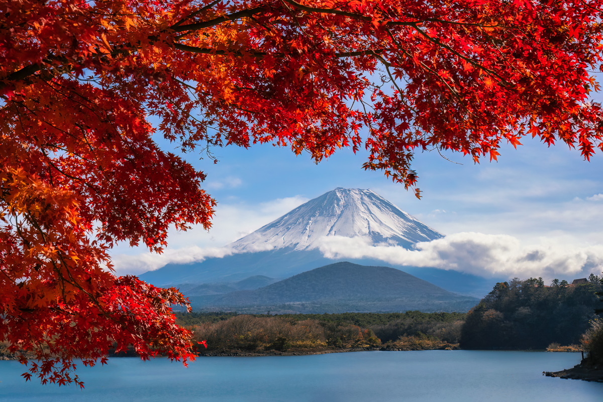 MAB-20221122-JP-LAKE-SHOJI-MOUNT-FUJI-MAPLE-24473.jpg