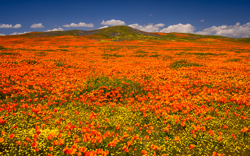 MAB-20190402-CA-ANTELOPE-VALLEY-POPPIES-70125.jpg