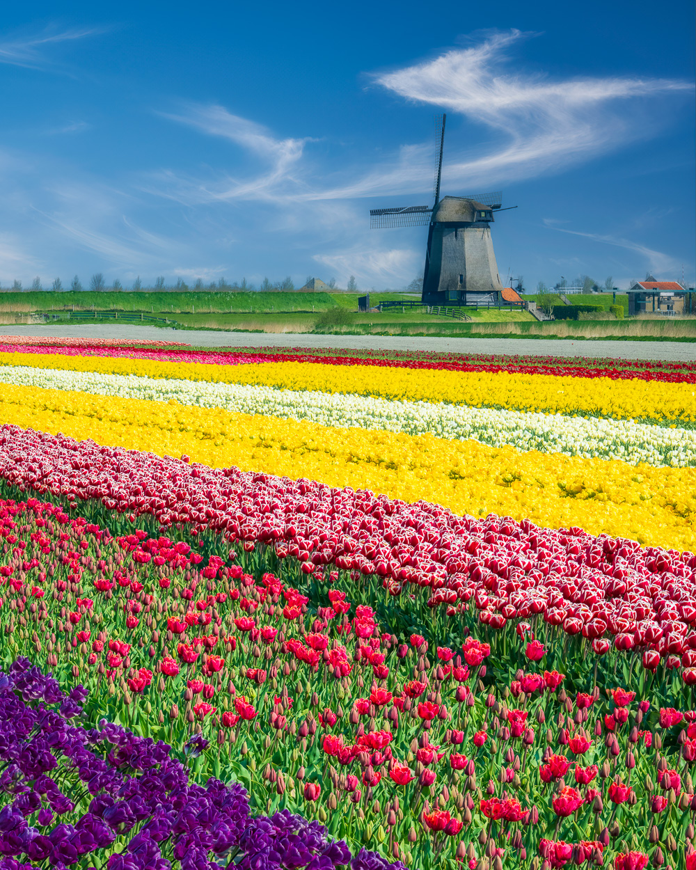 MAB-20220423-HOLLAND-TULIPS-WINDMILL-21232.jpg