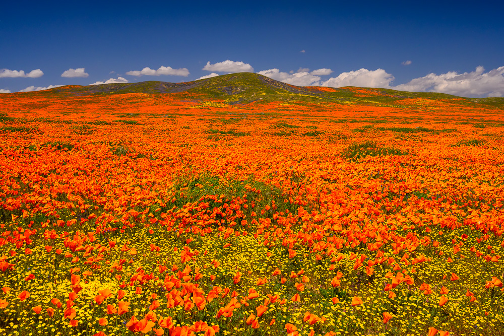 MAB-20190402-CA-ANTELOPE-VALLEY-POPPIES-70125.jpg