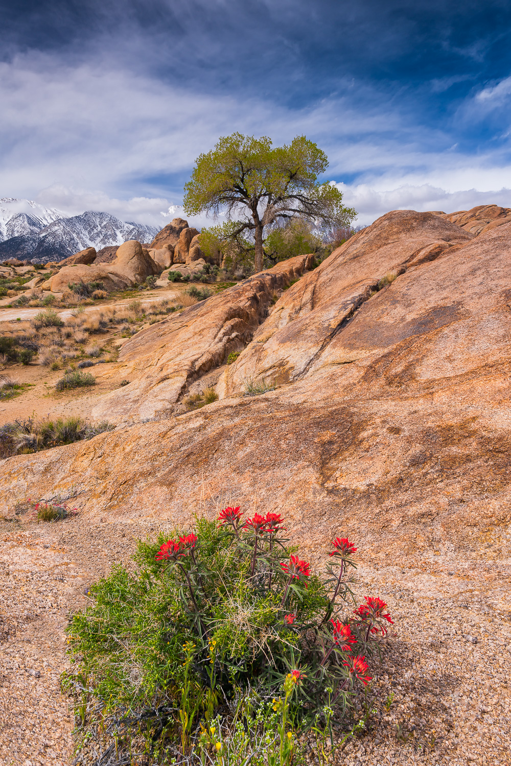 MAB-20190404-CA-ALABAMA-HILLS-TREE-70464.jpg