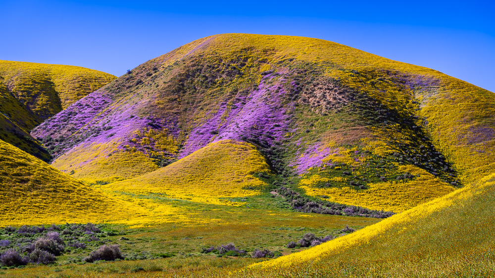 MAB-20190410-CA-CARRIZO-PLAIN-WILDLOWERS-72244.jpg