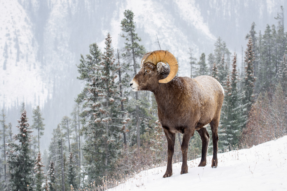 MAB_20131107_CANADIAN_ROCKIES_BIGHORN_SHEEP_8003745.jpg