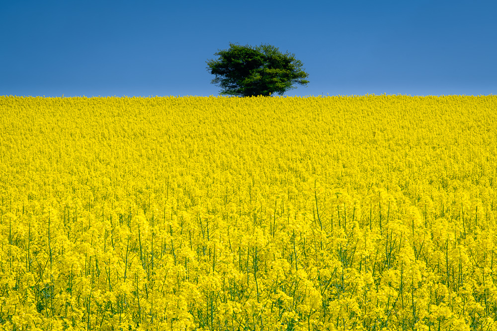 GB-DORSET-RAPE-FIELD-6922.jpg