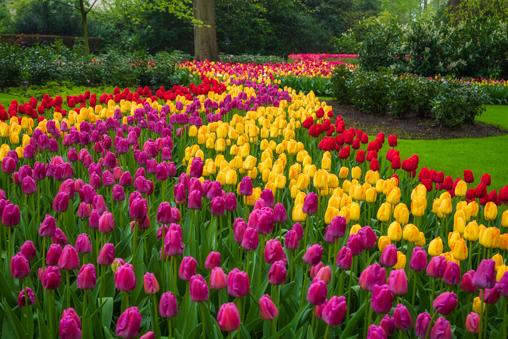 MAB-20250421-NETHERLANDS-KEUKENHOF-GARDEN-TULIPS-26177.jpg