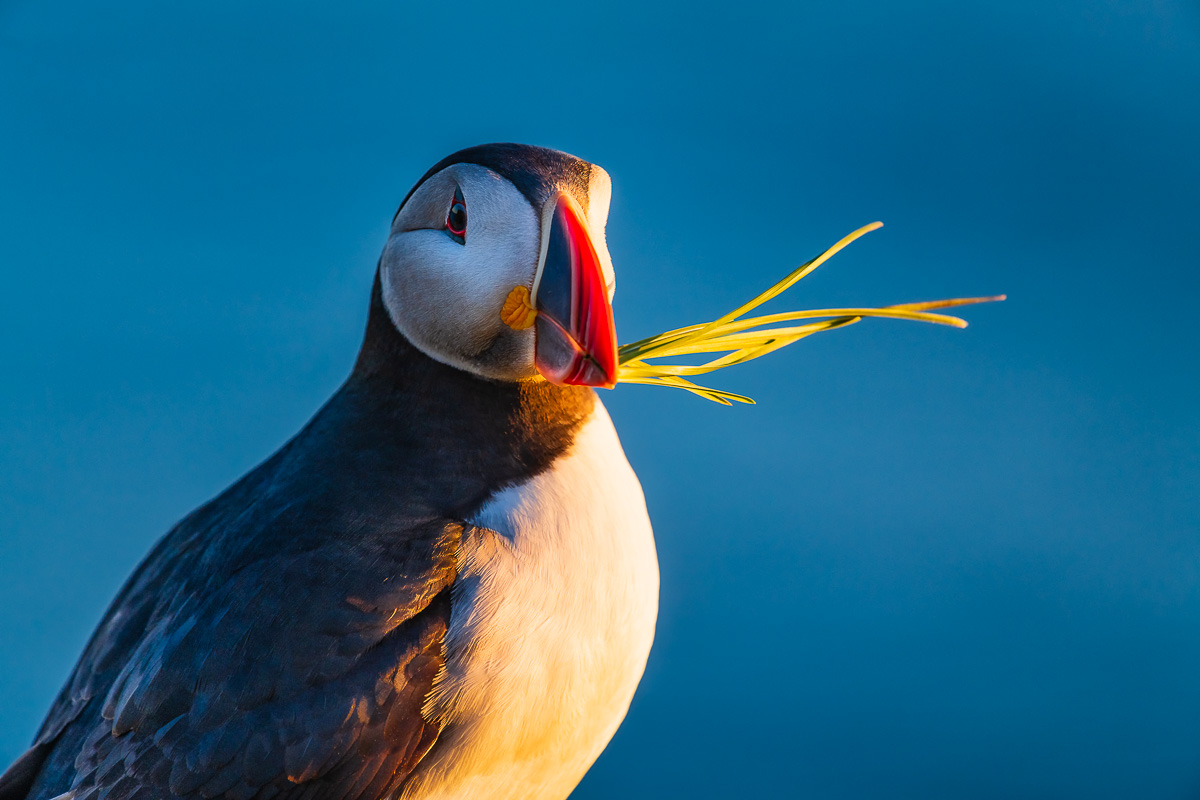 MAB-20180716-ICELAND-WESTFJORDS-PUFFIN-BIRD-0440.jpg