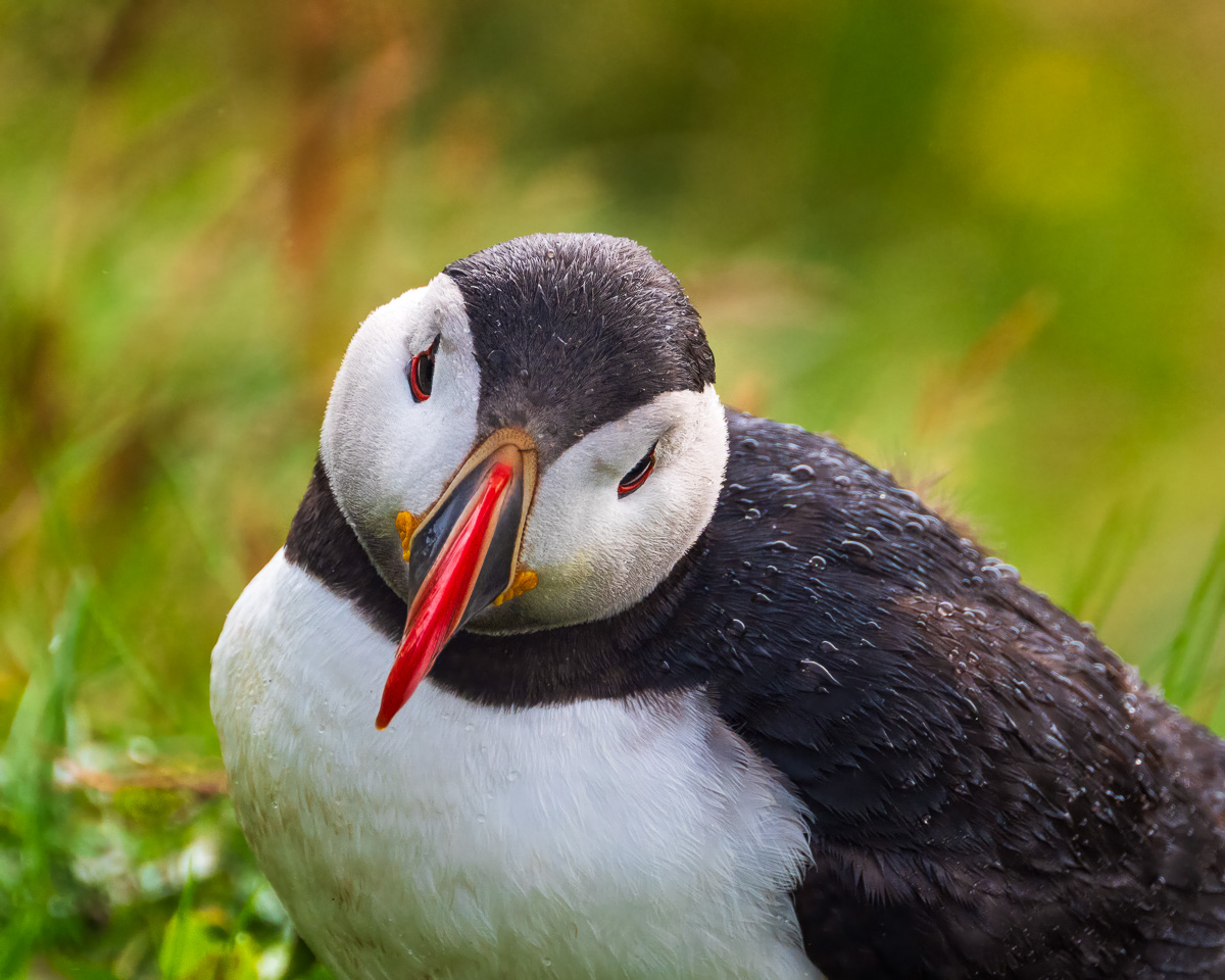 MAB-20250802-ICELAND-VIC-DYRHOLAEY-PUFFIN-7813.jpg