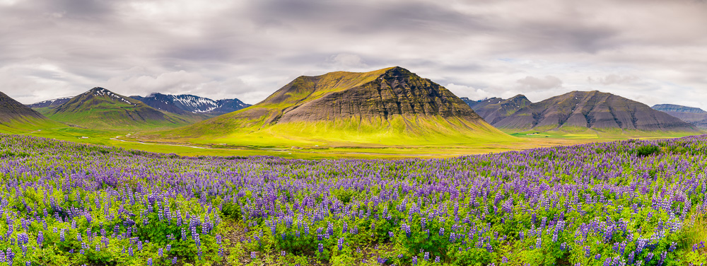 MAB-20180714-ICELAND-WESTFJORDS-LUPINES-8940.jpg