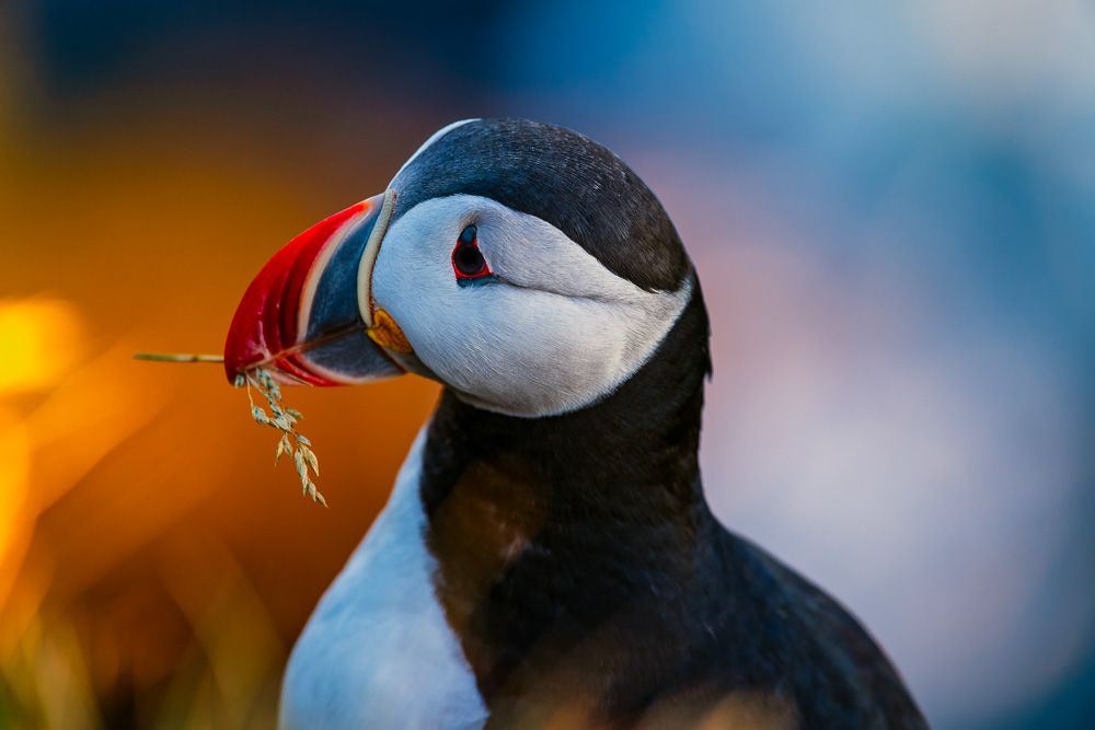 MAB-20180716-ICELAND-WESTFJORDS-PUFFIN-BIRD-0422.jpg