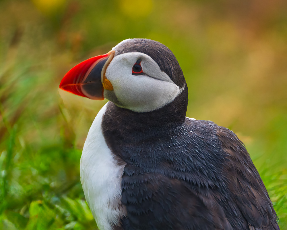MAB-20250802-ICELAND-VIC-DYRHOLAEY-PUFFIN-7819.jpg