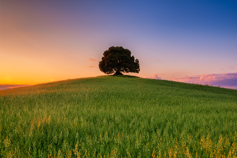 MAB-20160517-ITALY-TUSCANY-TREE-FIELD-8109092.jpg