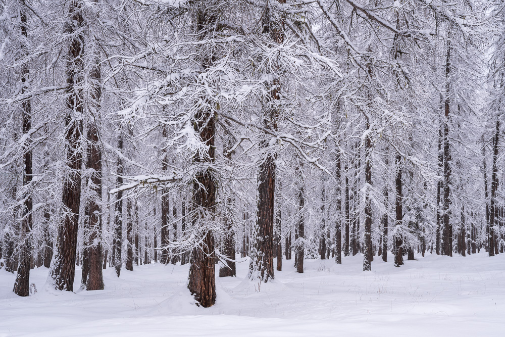 MAB-20260129-IT-DOLOMITES-MOUNTAINS-TREES-WINTER-080825.jpg