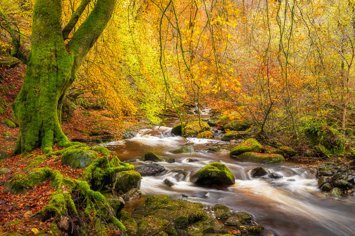 MAB-20191103-GB-SCOTLAND-BIRKS-ABERFELDY-AUTUMN-76751.jpg