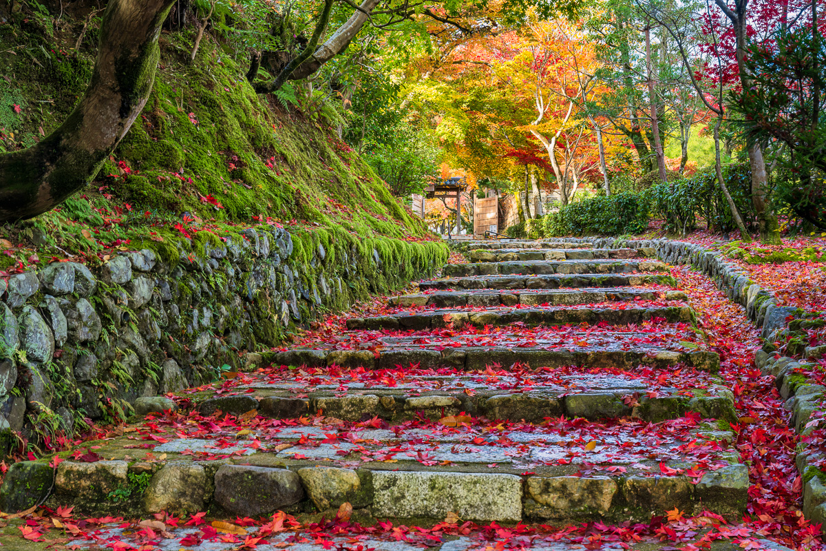 MAB-20221124-JP-ADASHINO-NENBUTSUJI-TEMPLE-STEPS-24649.jpg