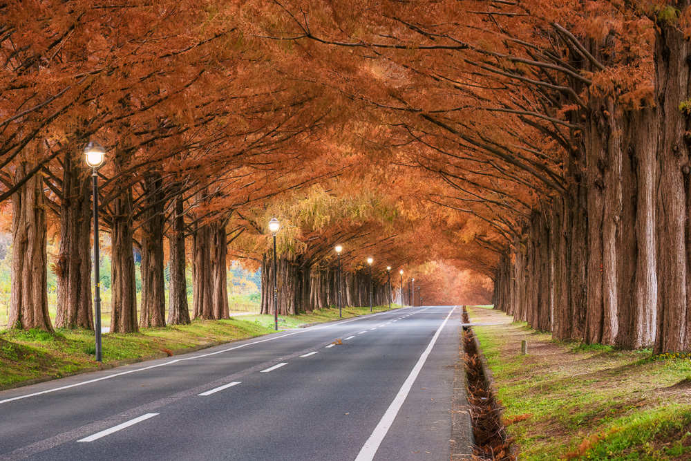 MAB-20221128-JP-SHIGA-METASEQUOIA-TREES-DUSK-25729.jpg