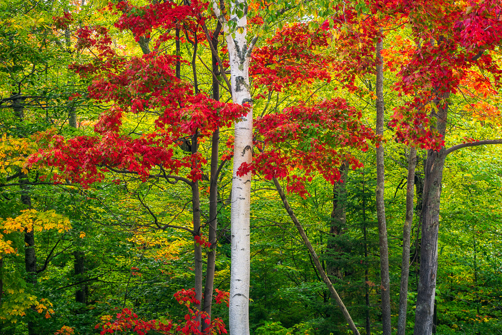 MAB-20210929-NH-BIRCH-TREE-AUTUMN-24077.jpg