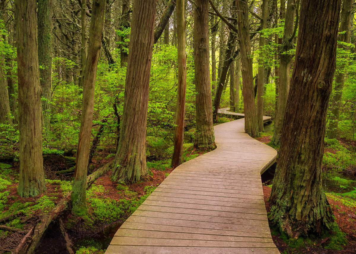 MAB-20190602-MA-ATLANTIC-WHITE-CEDAR-SWAMP-72701.jpg
