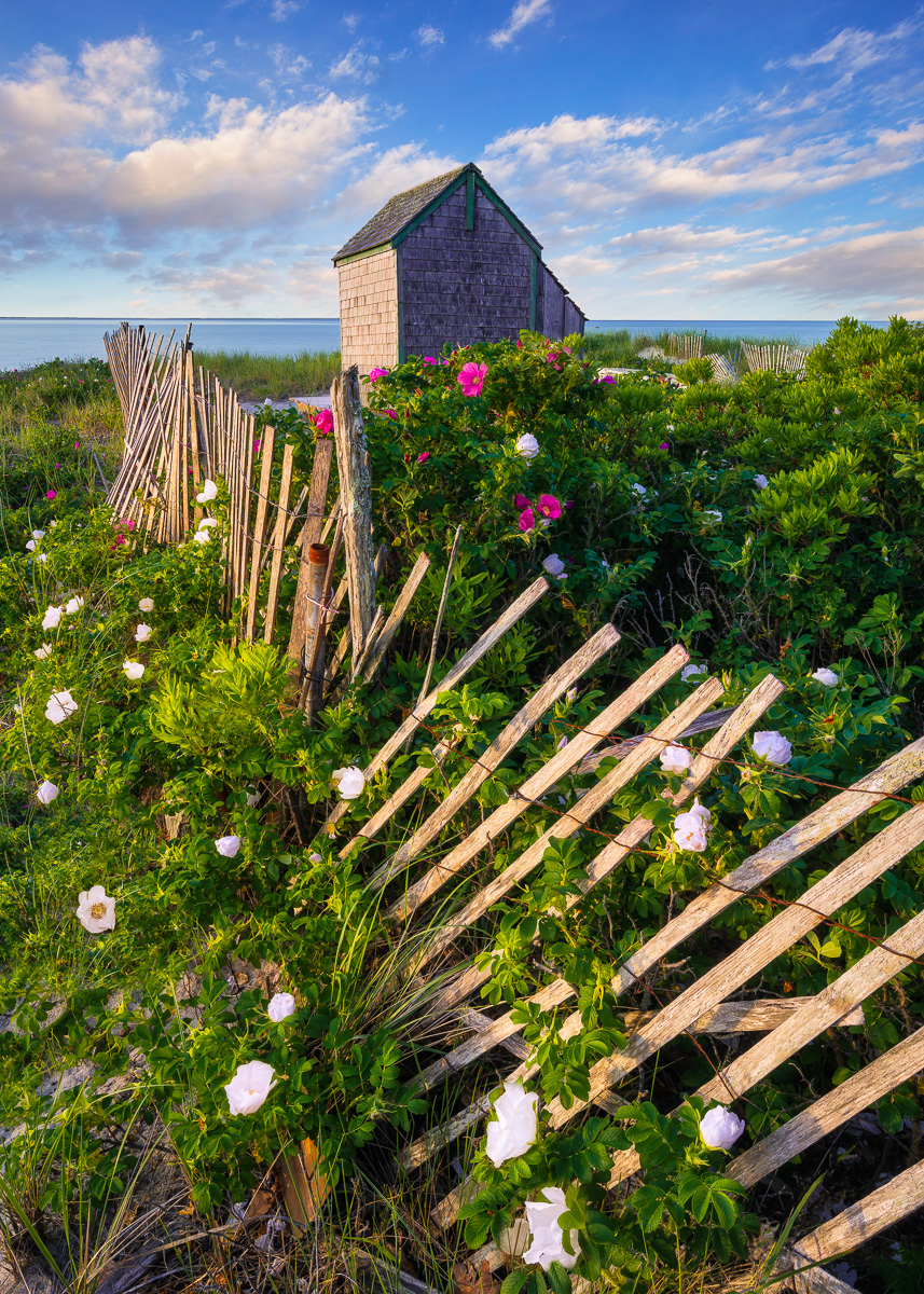 MAB-20210611-MA-CAPE-COD-BEACH-ROSES-77459.jpg