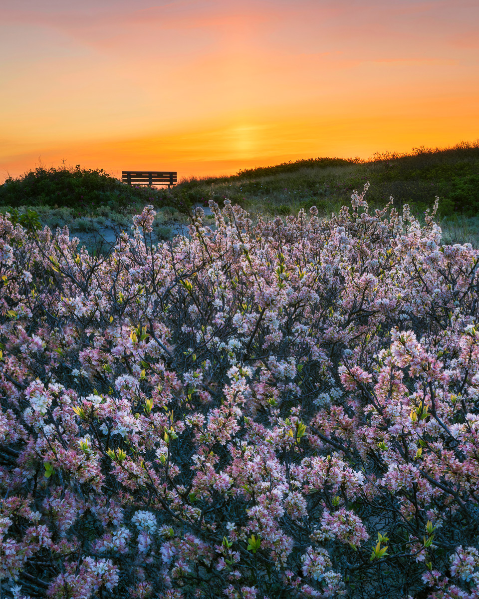 MAB-20220524-MA-COLD-STORAGE-BEACH-PLUMS-SUNSET-23172.jpg