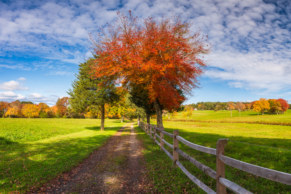 MAB-20231023-MA-PLYMOUTH-AUTUMN-TREES-PANO-083329-Pano.jpg