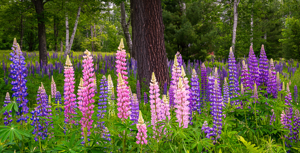 MAB-20190618-NH-PEARL-LAKE-LUPINES-73452.jpg