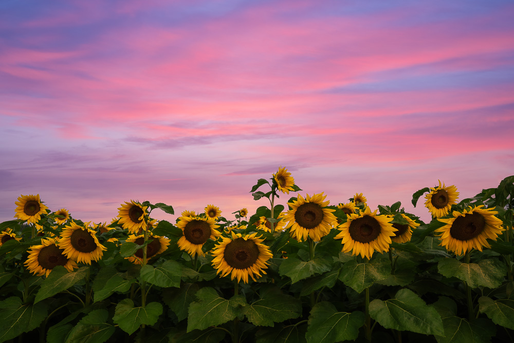 MAB-20210807-NH-SUNFLOWERS-SUNRISE-21269.jpg