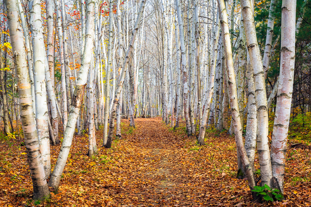 MAB-20211023-NH-BIRCH-TREES-AUTUMN-25231.jpg