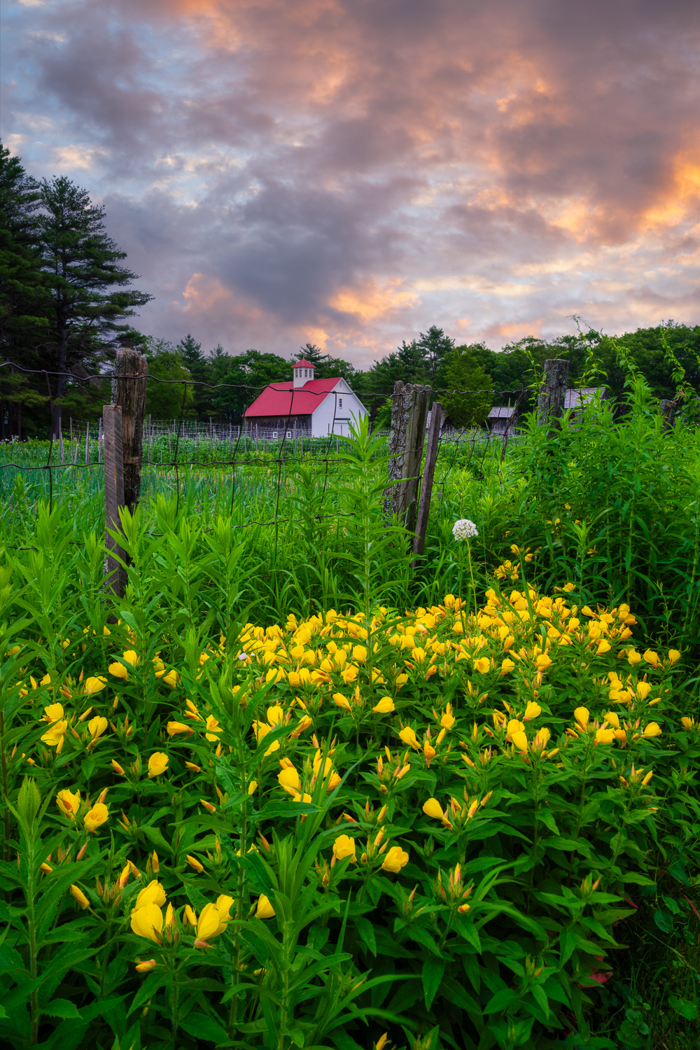 MAB-20250626-NH-MUSTER-FIELD-FARM-SUNRISE-7348.jpg