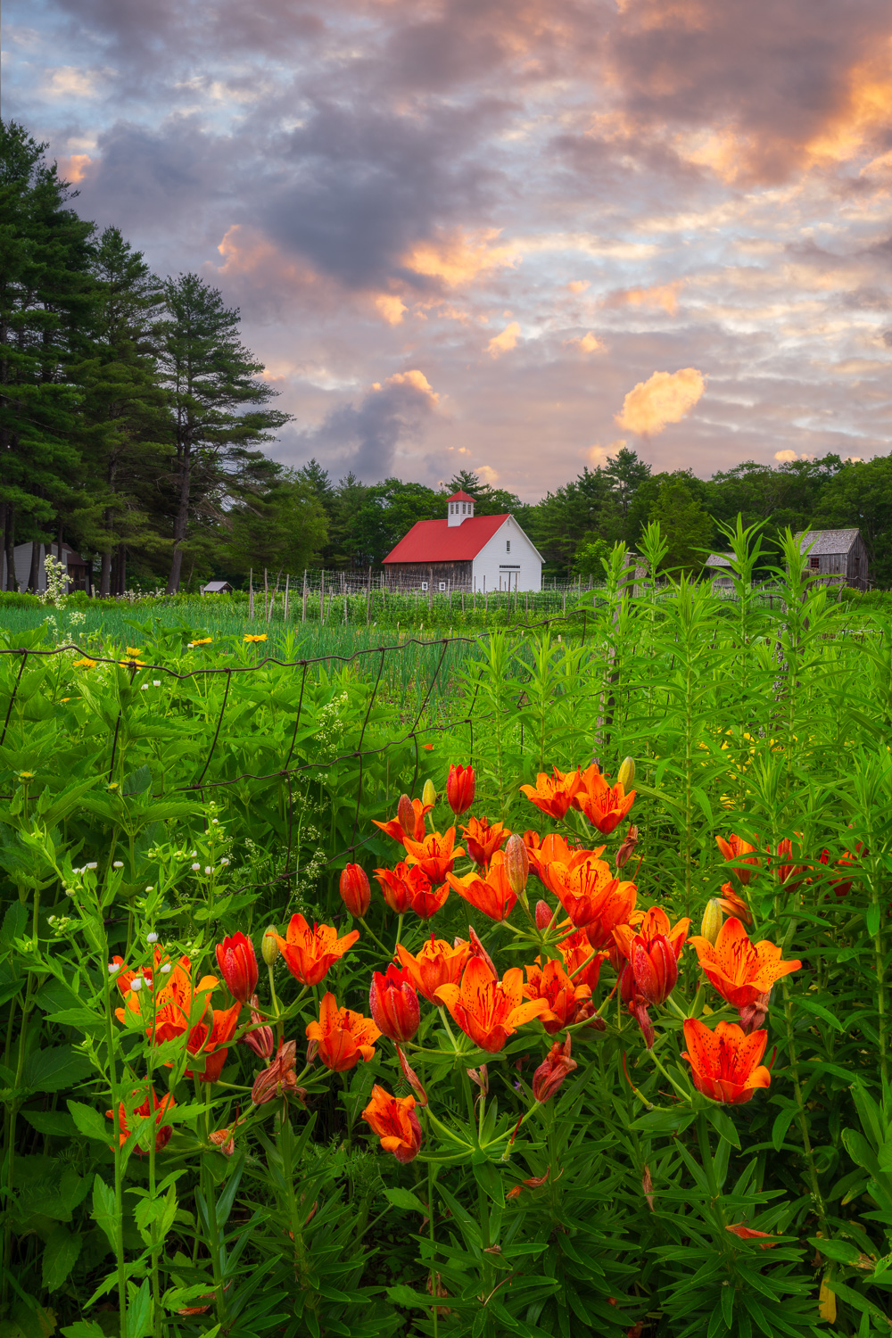 MAB-20250626-NH-MUSTER-FIELD-FARM-SUNRISE-7400.jpg