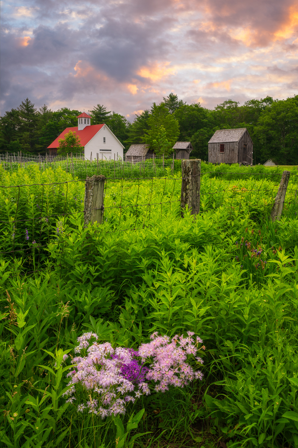 MAB-20250626-NH-MUSTER-FIELD-FARM-SUNRISE-7442.jpg