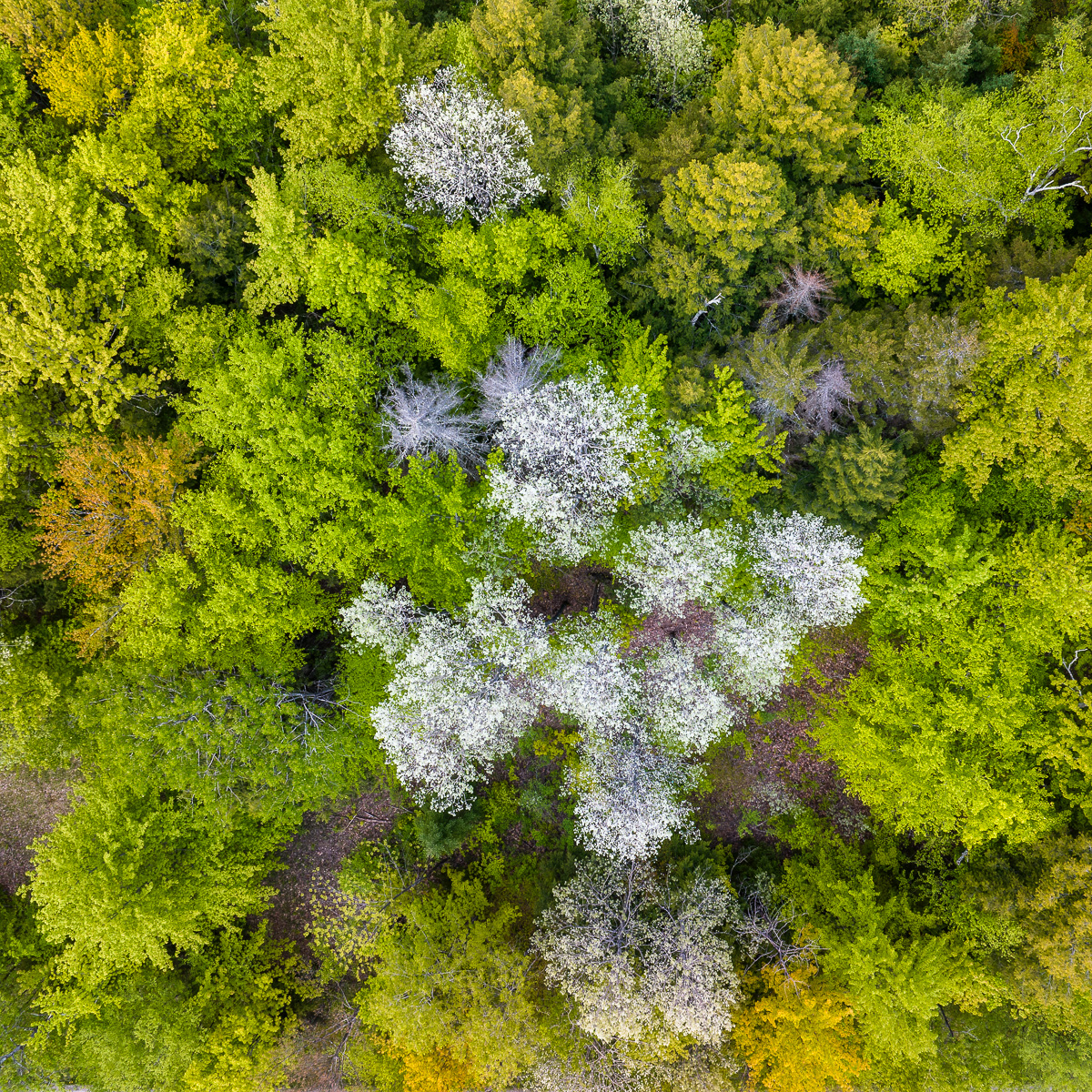 MAB-20230524-VT-DJI-SPRING-FOREST--7.jpg