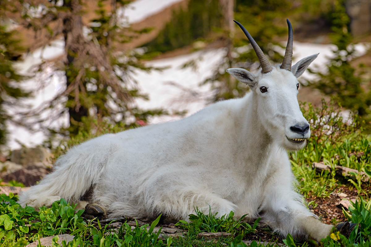 MAB_20140716_MT_GLACIER_LOGAN_PASS_MOUNTAIN_GOAT_8001412.jpg