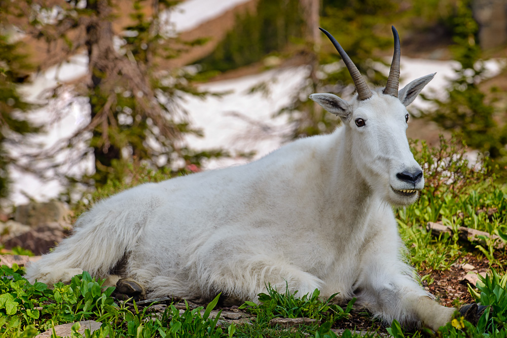 MAB_20140716_MT_GLACIER_LOGAN_PASS_MOUNTAIN_GOAT_8001412.jpg