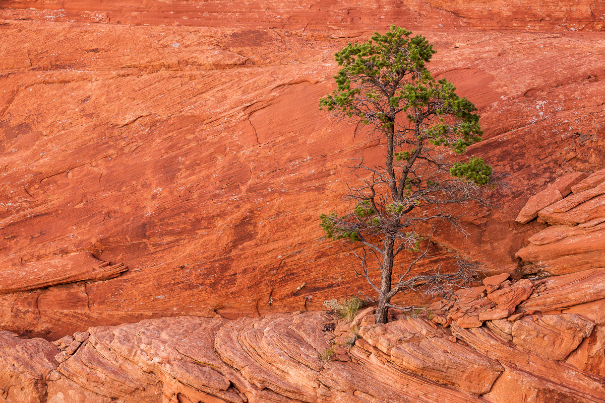 MAB-20150917-AZ-HUNTS-MESA-PINE-TREE-8101837-2.jpg