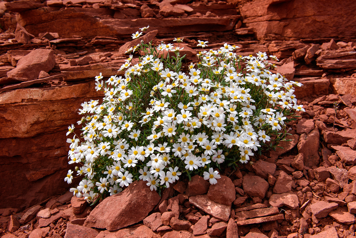 MAB-20170404-AZ-SEDONA-WILDFLOWERS-8106845.jpg