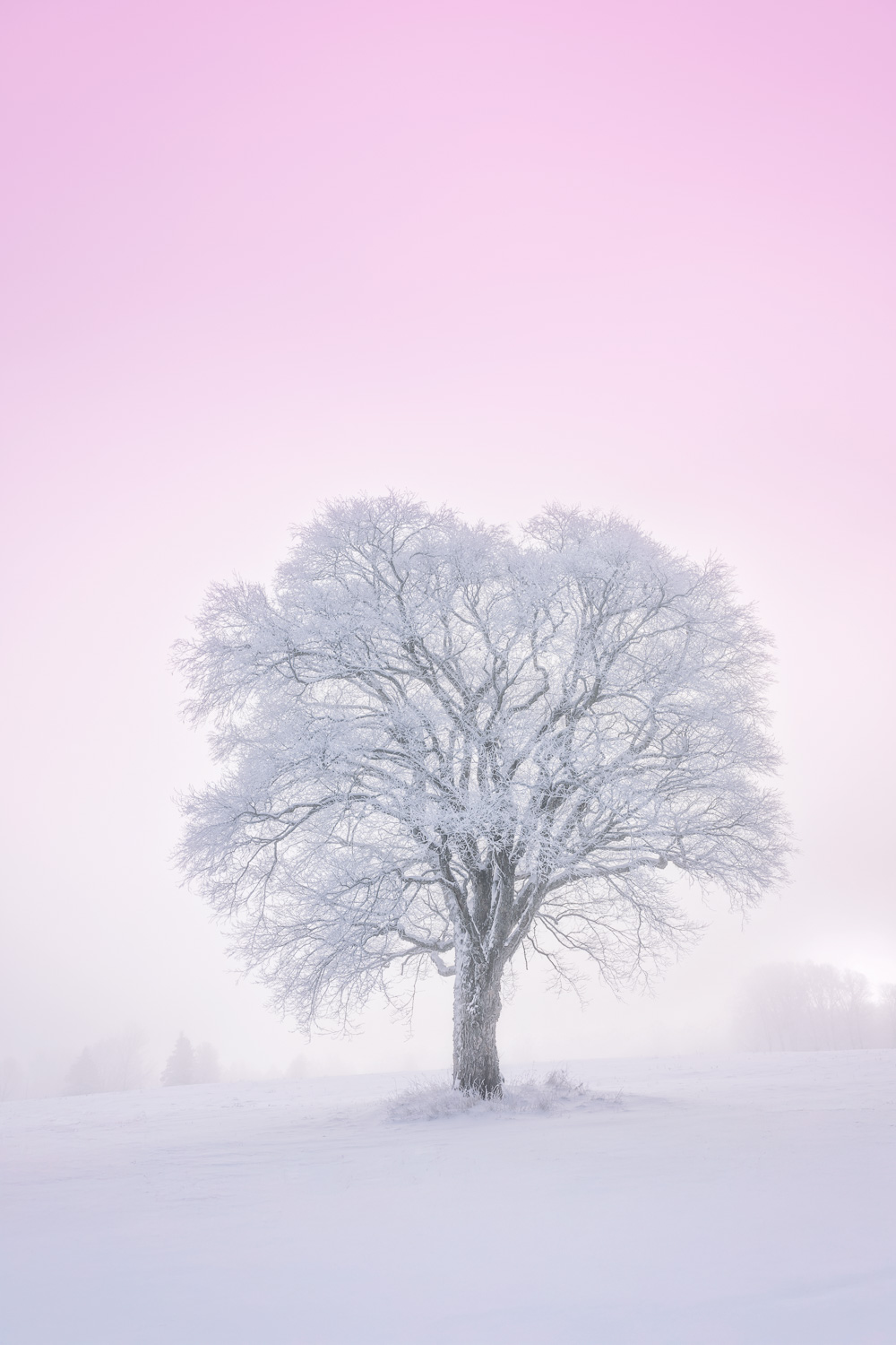 MAB-20251203-VT-LONE-TREE-SNOW-FOG-089484.jpg