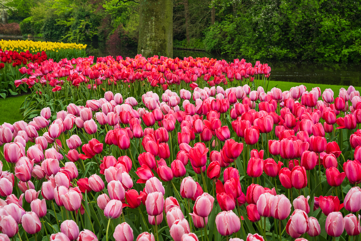 MAB-20250421-NETHERLANDS-KEUKENHOF-GARDEN-TULIPS-26253.jpg