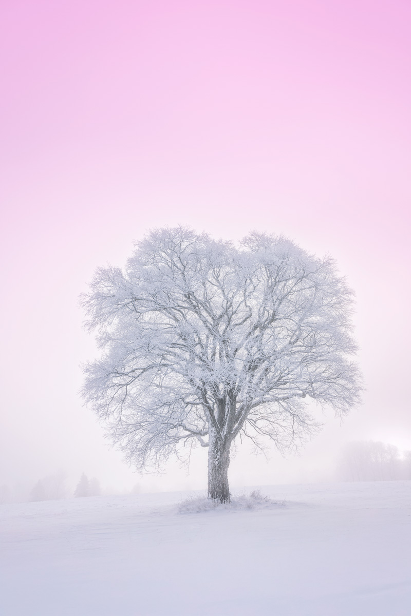 MAB-20251203-VT-LONE-TREE-SNOW-FOG-089484.jpg