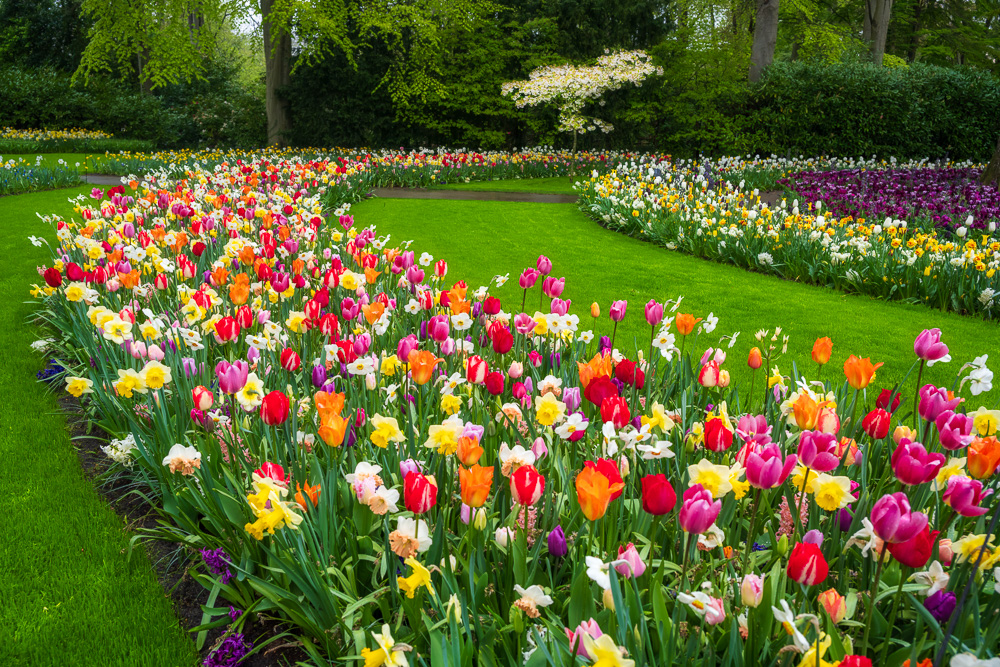 MAB-20250421-NETHERLANDS-KEUKENHOF-GARDEN-TULIPS-26181.jpg