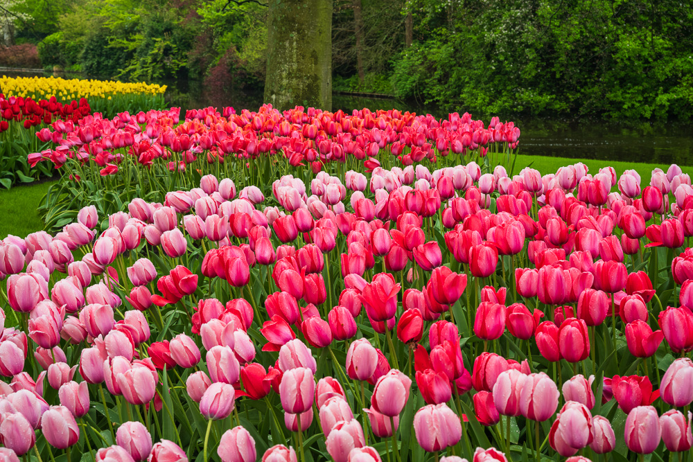 MAB-20250421-NETHERLANDS-KEUKENHOF-GARDEN-TULIPS-26253.jpg