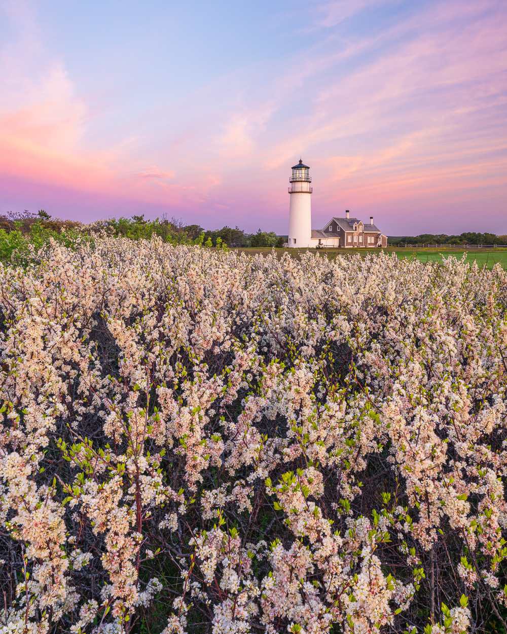 MAB-20250514-HIGHLAND-LIGHT-BEACH-PLUMS-SUNRISE-6211.jpg