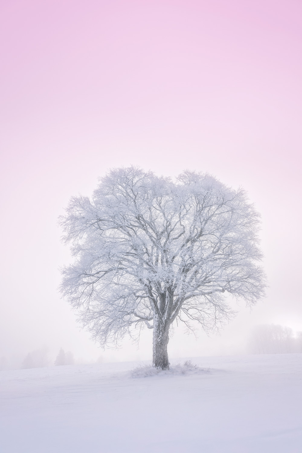 MAB-20251203-VT-LONE-TREE-SNOW-FOG-089484.jpg