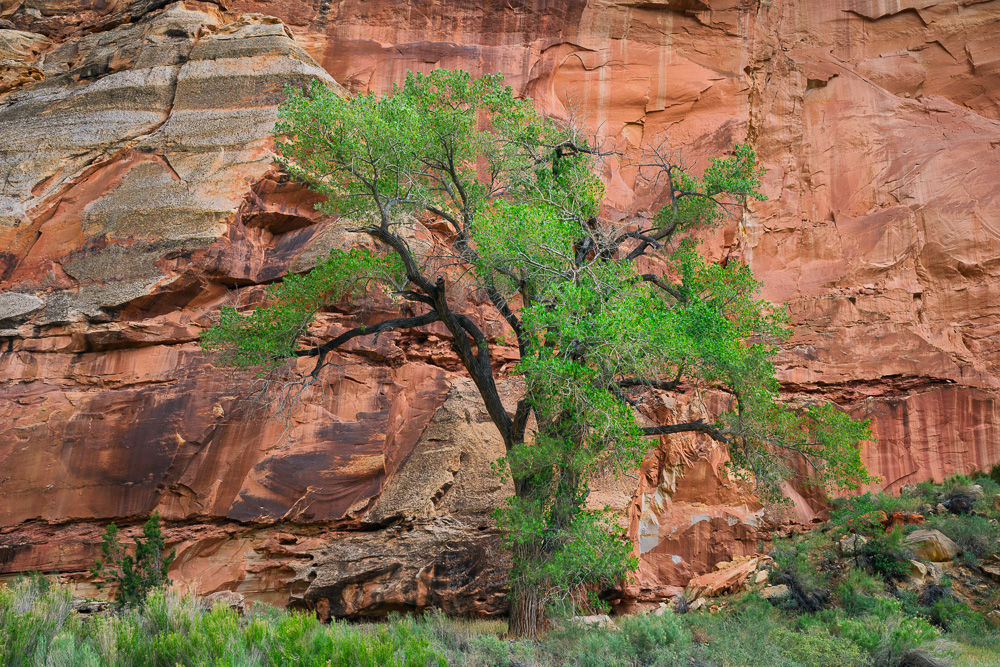 MAB-20260518-UT-CAPITOL-REEF-NATIONAL-PARK-COTTONWOOD-TREE-084091.jpg