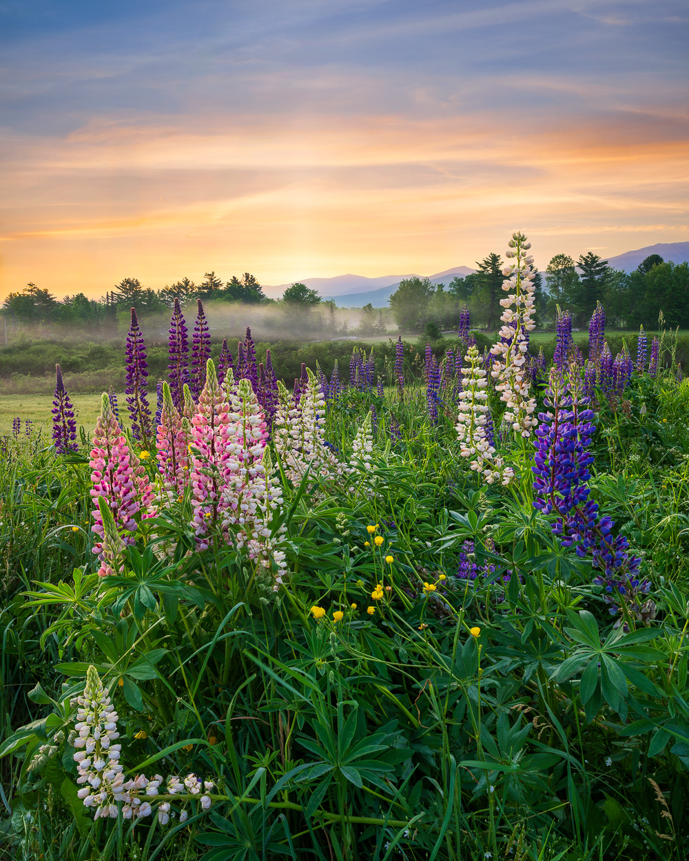 MAB-20260610-NH-SUGAR-HILL-LUPINES-SUNRISE-084540.jpg