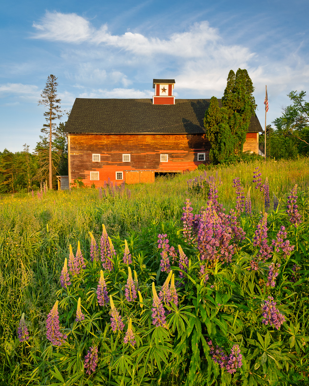 MAB-20260610-NH-SUGAR-HILL-LUPINES-SUNRISE-084651.jpg