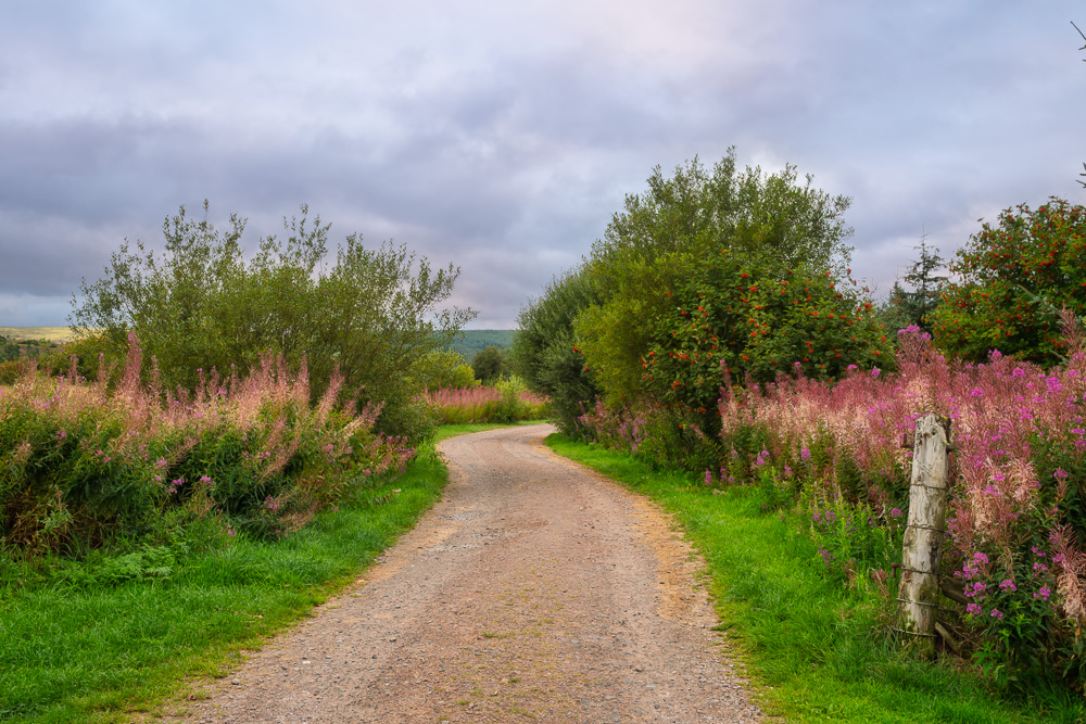 MAB-20460830-SCOTLAND-ORKNEY-ISLANDS-ROAD-FLORA-0259.jpg