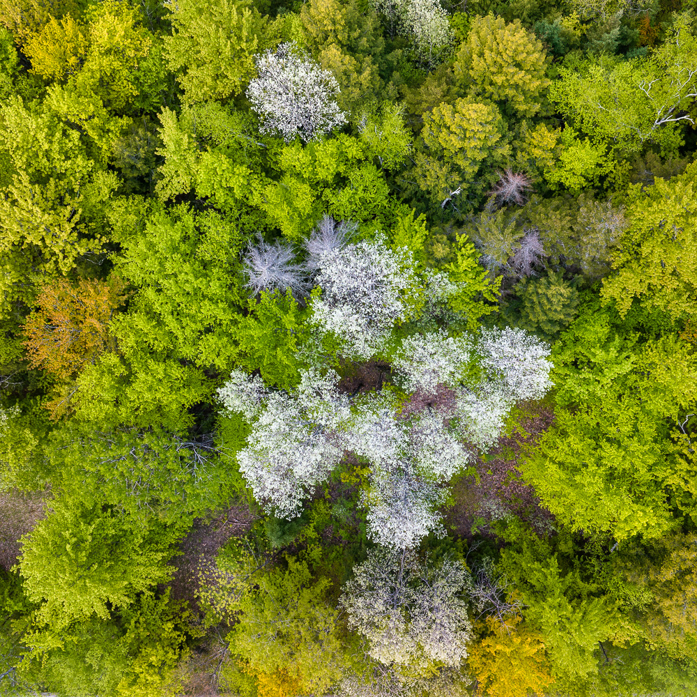 MAB-20230524-VT-DJI-SPRING-FOREST--7.jpg
