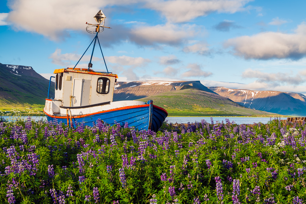 MAB-20180714-ICELAND-WESTFJORDS-BOAT-LUPINES-9522.jpg