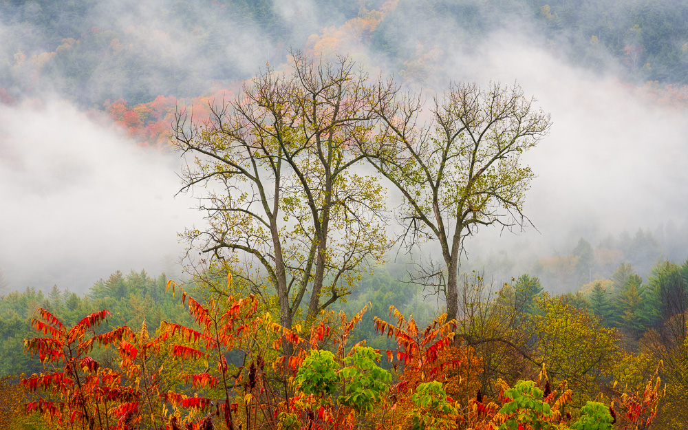MAB-20201002-VT-WAITSFIELD-TREES-MIST-74162.jpg